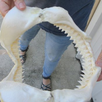 Genuine Bull Shark Jaw (Carcharhinus leucas) 10" L - Buy this for $109.99