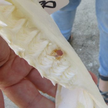 Genuine Bull Shark Jaw (Carcharhinus leucas) 10" L - Buy this for $109.99