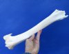 14-3/4 inches Water Buffalo Tibia Leg Bone for Sale - Buy this one for $24.99