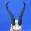Male African Springbok Skull Plate with 9-1/2 and 9-3/4 inches Horns - Buy this one for $39.99