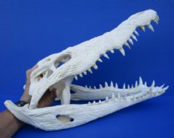 16-1/2 inches Large Nile Crocodile Skull for $549.99 (CITES PERMIT #263852) (Adult Delivery Signature)