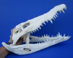 16-1/2 inches Large Nile Crocodile Skull for $549.99 (CITES PERMIT #263852) (Adult Delivery Signature)
