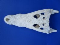 16-1/2 inches Real Nile Crocodile Skull imported from Africa - Buy this one for $549.99 (CITES PERMIT #263852) (Will Ship UPS Adult Signature Required)