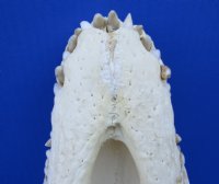 16-1/2 inches Real Nile Crocodile Skull imported from Africa - Buy this one for $549.99 (CITES PERMIT #263852) (Will Ship UPS Adult Signature Required)