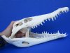 13-1/2 inches Real Nile Crocodile Skull for Sale (has some white repair putty) - Buy this one for $264.99 (CITES #263852)