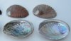 3 to 3-7/8 inches Wholesale Small Green Abalone Shells for Crafts - Wholesale Case of 50 @ $2.25 each