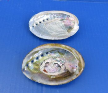 Small Green Abalone Shells, 3 to 3-7/8 inches - 5 @ $4.00 each; 10 @ $3.60 each