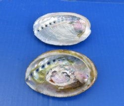 Small Green Abalone Shells, 3 to 3-7/8 inches - 5 @ $4.00 each; 10 @ $3.60 each