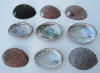 Green Abalone Shells 4 to 4-1/2 inches - 6 @ $7.65 each; 12 @ $6.80 each