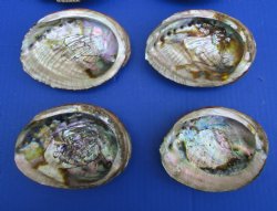 Green Abalone Shells 4 to 4-1/2 inches <font color=red>Wholesale</font> - 24 @ $4.25 each