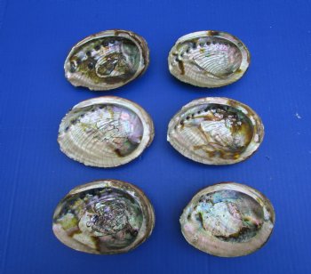 Green Abalone Shells 4 to 4-1/2 inches - 6 @ $6.80 each