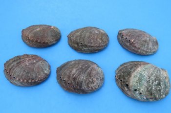 Green Abalone Shells 4 to 4-1/2 inches - 6 @ $7.65 each; 12 @ $6.80 each