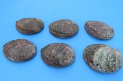 Green Abalone Shells 4 to 4-1/2 inches - 6 @ $7.65 each; 12 @ $6.80 each