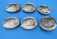 Green Abalone Shells 4 to 4-1/2 inches <font color=red>Wholesale</font> - 24 @ $4.25 each