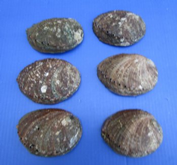 Green Abalone Shells 4 to 4-1/2 inches <font color=red>Wholesale</font> - 24 @ $4.25 each
