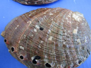 Green Abalone Shells 4 to 4-1/2 inches - 6 @ $6.80 each
