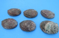 Green Abalone Shells 4 to 4-1/2 inches - 6 @ $7.65 each; 12 @ $6.80 each
