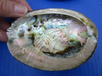 Green Abalone Shells 4 to 4-1/2 inches <font color=red>Wholesale</font> - 24 @ $4.25 each