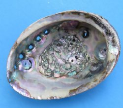 5 inches Natural Green Abalone Shell - $9.00 each