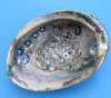 5 inches Natural Green Abalone Shell for Smudging and Decorating - Pack of 1 @<font color=red> $11.99 </font> each Plus $6.25 First Class Mail