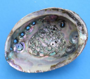 5 to 5-3/4 inches Green Abalone Shells <font color=red>Wholesale</font> - 36 @ $5.60 each