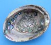 5 to 5-3/4 inches Green Abalone Shell for Sale in Bulk for use as a sage smudge bowl -  Pack of 2 @ $9.00 each; Pack of 12 @ $7.50 each; 