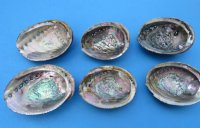 5 to 5-3/4 inches Green Abalone Shells <font color=red>Wholesale</font> - 36 @ $5.60 each