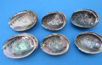 5 inches Natural Green Abalone Shell - $9.00 each