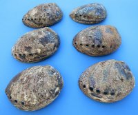 Green Abalone Shell 5 to 5-3/4 inches - 3 @ $9.00 each