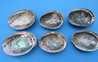 Green Abalone Shell 5 to 5-3/4 inches - 3 @ $9.00 each