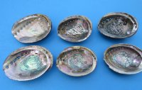Green Abalone Shells 5 to 5-3/4 inches - 3 @ $10.40 each; 6 @ $9.36 each