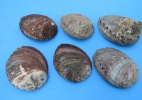 Green Abalone Shell 5 to 5-3/4 inches - 3 @ $9.00 each