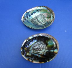 Large Green Abalone...