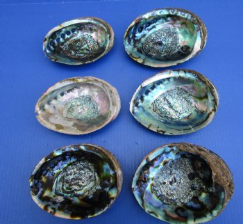 Large Green Abalone Shells <font color=red> Wholesale</font> 6 to 6-1/2 inches - 12 @ $7.95 each