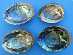 Large Green Abalone Shells 6 to 6-1/2 inches - 2 @ $12.25 each 
