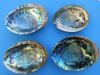 6 to 6-1/2 inches Wholesale Large Green Abalone Shells for Smudging - Case of 18 @ $7.65 each