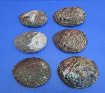 Large Green Abalone Shells <font color=red> Wholesale</font> 6 to 6-1/2 inches - 12 @ $7.95 each