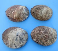 Large Green Abalone Shells <font color=red> Wholesale</font> 6 to 6-1/2 inches - 12 @ $7.95 each