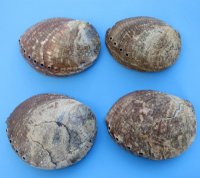 Large Green Abalone Shell 6 to 6-1/2 inches - $14.00 each; 4 @ $12.72 each