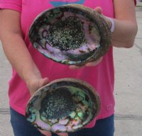 Large Green Abalone Shells <font color=red> Wholesale</font> 6 to 6-1/2 inches - 12 @ $7.95 each