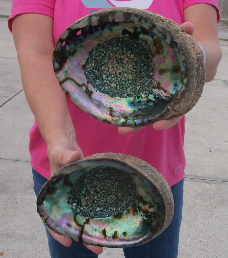 Polished Green Abalone Sea Shell – One Side Polished – 6 To 7 Inches (1 Piece) #JC-018