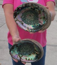 Large Green Abalone Shell 6 to 6-1/2 inches - $14.00 each; 4 @ $12.72 each