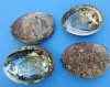 6 to 6-1/2 inches Large Green Abalone Shells for Smudging Rituals - Pack of 2 @ $12.25 each 