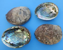 Large Green Abalone Shells <font color=red>Wholesale</font> 6-1/2 to 7-1/4 inches - 12 @ $11.70 each