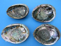 Large Green Abalone Shell, 6-1/2 to 7-1/4 inches - $20.80 each; 4 @ $18.72 each
