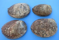 Large Green Abalone Shell, 6-1/2 to 7-1/4 inches - $20.80 each; 4 @ $18.72 each
