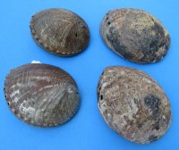 Large Green Abalone Shell, 6-1/2 to 7-1/4 inches - $20.80 each; 4 @ $18.72 each