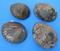 Large Green Abalone Shells <font color=red>Wholesale</font> 6-1/2 to 7-1/4 inches - 12 @ $11.70 each