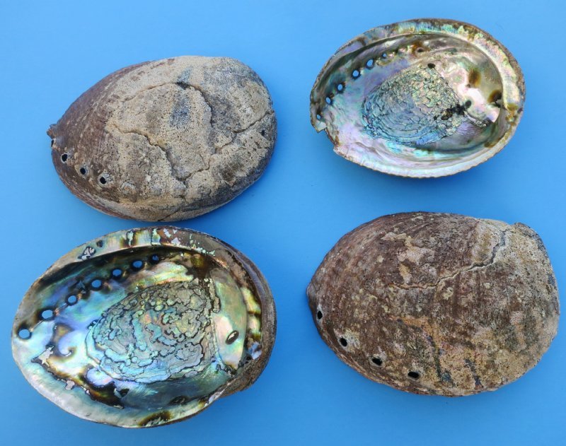 S 7  to 7-1/2 inches Natural Large Green Abalone Shell for smudge bowls decor