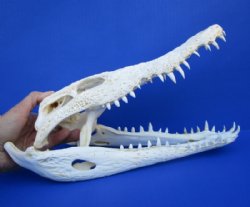 13 inches Authentic Nile Crocodile Skull for $264.99 (CITES #263852)